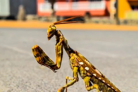 Insect Mantis Religiosa Stock Photos