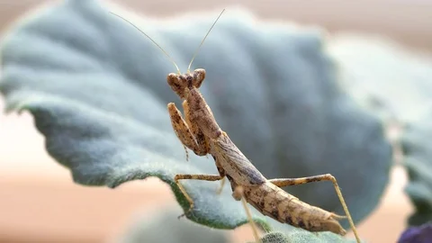 Insect of Mantis religiosa on plant sheet Vidéo 80470676