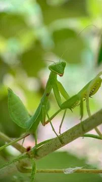 Insect mantis sitting on a branch, macro photography Stock Photos