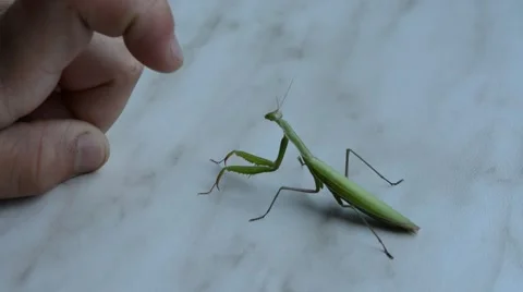 Insect mantis takes the boy. 動画素材 52686329