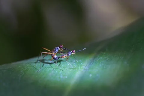Insect mate on green leaf Stock-Fotos