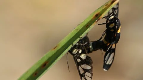 Insect mating in garden Stock Footage 10855229