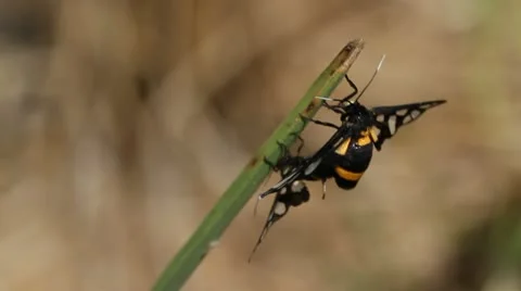 Insect mating in garden by nature Stock Footage 10855071