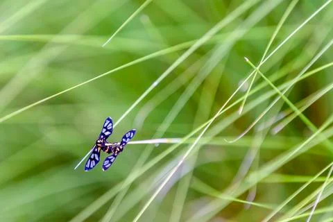 Insect mating on green grass background Stock Photos