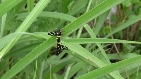 Insect mating on green leaf in garden. Stock Footage 81707180