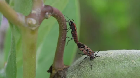 Insect mating on nature Stock Footage 90241046