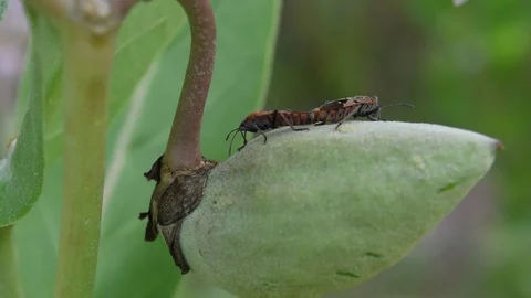 Insect mating on nature Stock Footage 90241200
