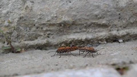 Insect mating on nature Stock Footage 90241829