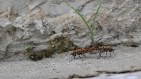Insect mating on nature Stock Footage 90242161