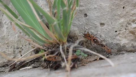 Insect mating on nature Stock Footage 90242230