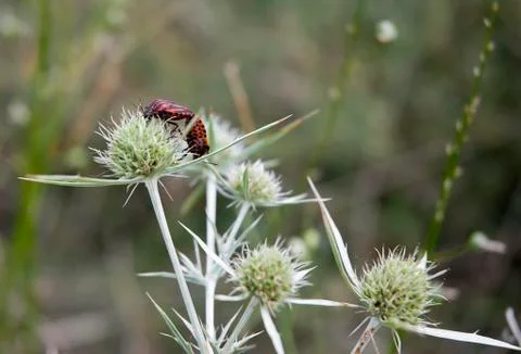 Insect mating Foto stock