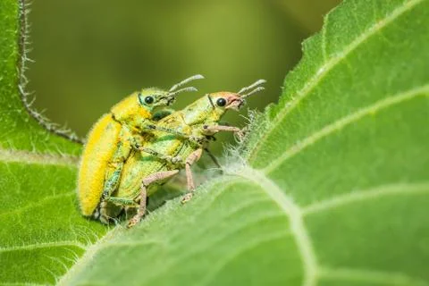 Insect mating Stock Photos