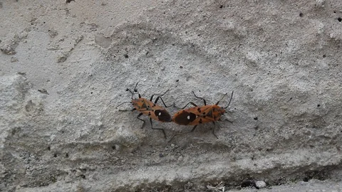 Insect mating on wall then fall down Stock Footage 90241281