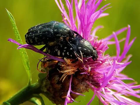 Insect on meadow flowers Stock Photos