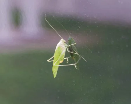 An Insect Meets the Upside Down 스톡 사진