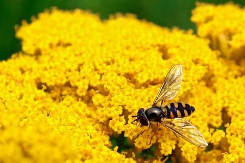 Insect &amp; Melbourne Stock Photos