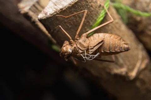 Insect molting Stock Photos