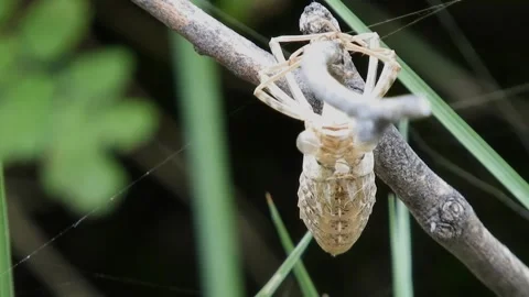 Insect Molting Shell Hanging On Tree Branch Closeup Stock Footage 337587038