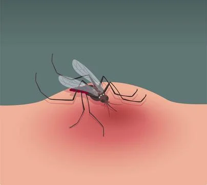 Insect mosquito bite. Malaria symbol. Red blood. Nature gnat character. Cute Illustrazione stock