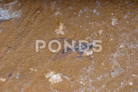 Insect mosquito bug fossil Stock Photos