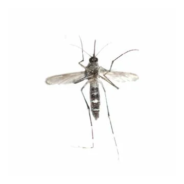  	insect mosquito bug isolated Foto stock