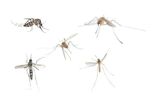 Insect mosquito bug se Stock Photos