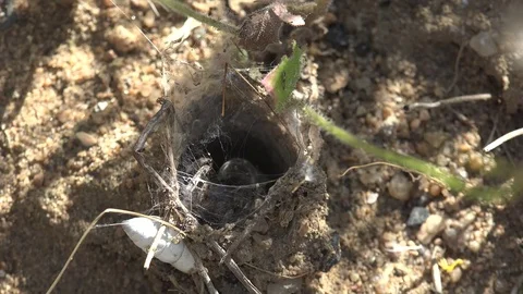 Insect Mosquito Crane fly got into spiderweb wolf Spider in hole Stock Footage 75948209