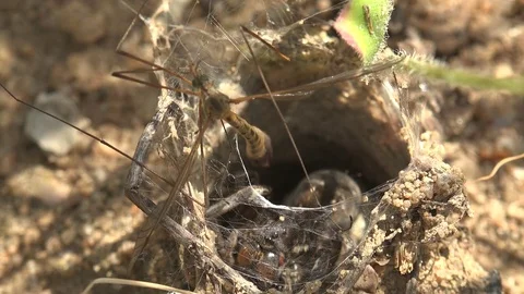 Insect Mosquito Crane fly got into spiderweb wolf Spider in hole Stock Footage 75948240