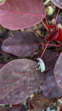 Insect moth larva on flowers Foto stock