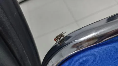 Insect on Motorcycle Surface Stock Photos