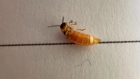 Insect move hand leg upside down rolling beetle glowing worm scale female Stock Footage 335883834