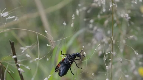 Insect moving on grass Stock Footage 81094900