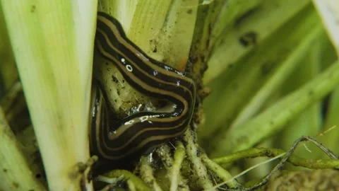 Insect moving macro 2 Stock Footage 288232905