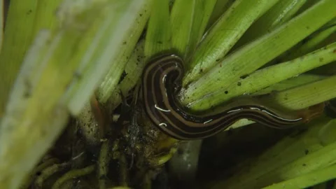 Insect moving macro 3 Stock Footage 288232971