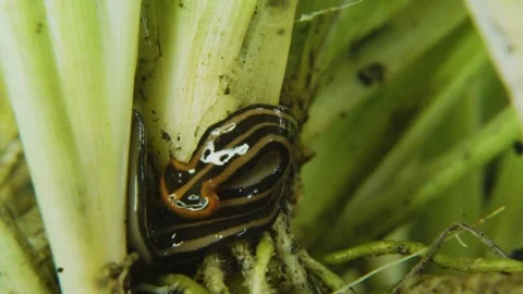 Insect moving macro Video stock 288233010