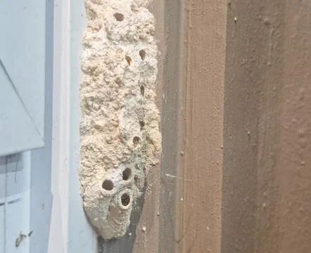 Insect mud nest structure with natural holes on wall surfaces Photos
