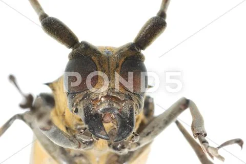 Insect mulberry borer beetle head Stock Photos
