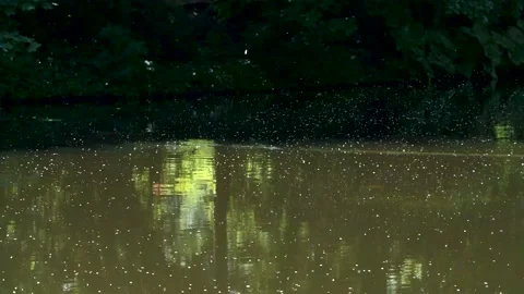 Insect multitude swarming over stagnant canal water, timelapse footage Stock Footage 130849858