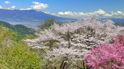 Insect Museum's Cherry Blossoms, Mount Asama, Flowing Clouds, and a Distant View Vídeo Stock 333283467