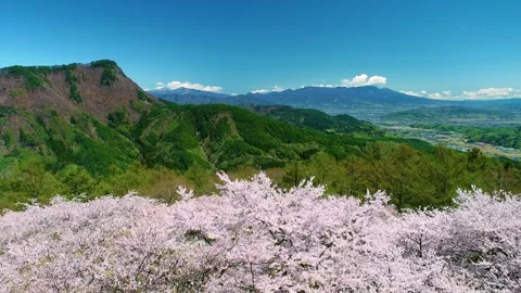 Insect Museum's Cherry Blossoms, Mount Kodan, Mount Ajisa, and Mount Asama Video stock 333283684