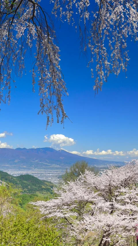 Insect Museum's Weeping Cherry Blossom, Mount Asama, Flowing Clouds, and Distant Stock Footage 333283571