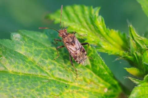 Insect in nature background Stock Photos