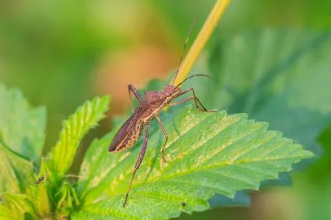 Insect in nature background Stock Photos