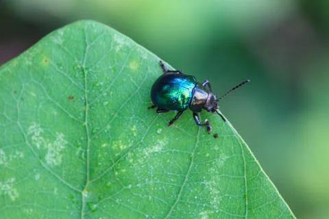 Insect in nature background Stock Photos