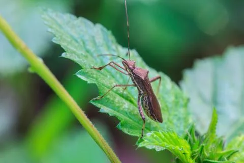 Insect in nature background 스톡 사진