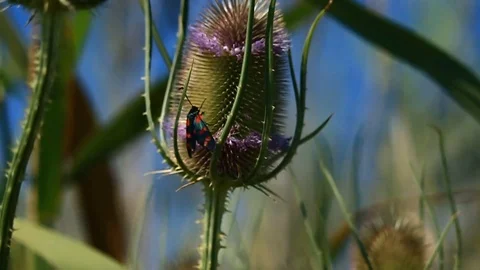 Insect nature beautiful fragility Stock Footage 93440341