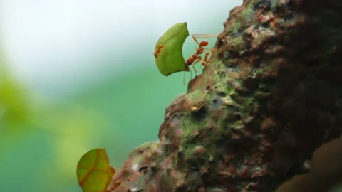 Insect Nature Leaf Cutter Bug Walking on Stick, Wild Bug Close Up Line Stock Footage 131054863