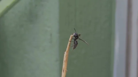 Insect nature wasp Stock Footage 93440343