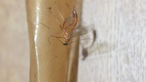 Insect netelia parasite, genus wasp Vidéo 304464827