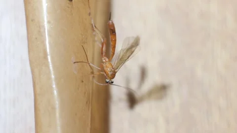 Insect netelia parasite, genus wasp Vidéo 304464846